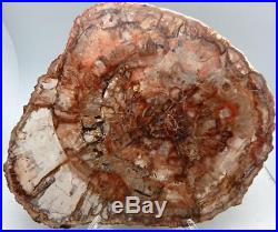 Large Polished Petrified Wood Slab Madagascar WithStand 13.75 6 lb 11.3 oz C918