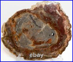Large Polished Petrified Wood Slab Madagascar WithStand 13 7 lbs. 15.5 oz D1031