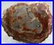 Large_Polished_Petrified_Wood_Slab_Madagascar_WithStand_13_7_lbs_C1212_01_mbn