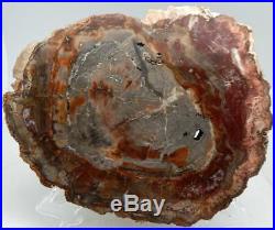 Large Polished Petrified Wood Slab Madagascar WithStand 13 7+ lbs. C1212