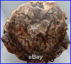 Large Polished Petrified Wood Slab Madagascar WithStand 14 8 lb 13.2 oz B918