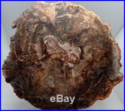 Large Polished Petrified Wood Slab Madagascar WithStand 14 8 lb 13.2 oz B918