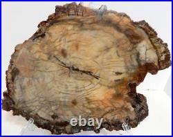 Large Polished Petrified Wood Slab Madagascar WithStand 15 6 lbs. 8.4 oz F1031