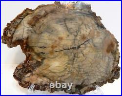 Large Polished Petrified Wood Slab Madagascar WithStand 15 6 lbs. 8.4 oz F1031