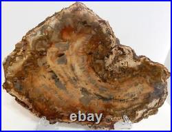 Large Polished Petrified Wood Slab Madagascar WithStand 15 8 lbs. 14.9 oz E1031