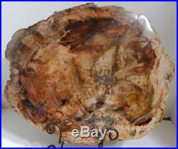 Large Polished Petrified Wood Slab Madagascar WithStand 16 13 lbs. A923