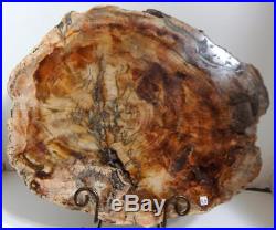 Large Polished Petrified Wood Slab Madagascar WithStand 16 13 lbs. A923