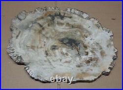 Large Polished Petrified Wood Slab w Bark 14-1/4 x 11-1/4 x 3/4- 8 lbs 4 oz