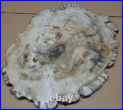Large Polished Petrified Wood Slab w Bark 14-1/4 x 11-1/4 x 3/4- 8 lbs 4 oz