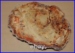 Large Polished Petrified Wood Slab w Bark 14 x 11-1/2 x 3/4- 9 lbs