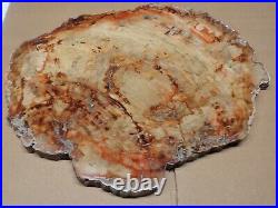 Large Polished Petrified Wood Slab w Bark 14 x 11-1/2 x 3/4- 9 lbs