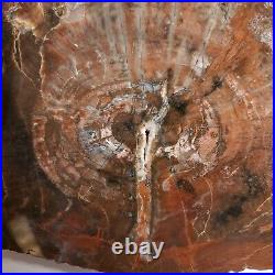 Large Polished Slab American Petrified Wood Beautiful Brown Colors