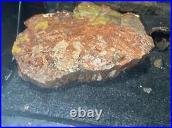 Large Rainbow Petrified Wood Slab Rough (Live) Edge 16 Wide 12+ Pounds