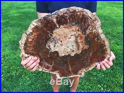 Large Rainbow Petrified Wood (arizona) Polished Round Slab Pw35
