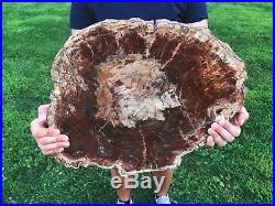 Large Rainbow Petrified Wood (arizona) Polished Round Slab Pw35