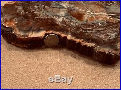 Large Rainbow Petrified Wood (unique Shape) Polished Round Slab Pw41