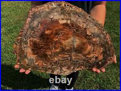 Large Rainbow Polished Petrified Wood Slab Very Nice And Very Rare (pw 56)