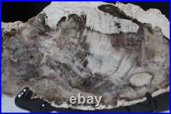Large Rare Petrified Wood Araucaria Tree Brazil Permian 11 5/8x 5.25