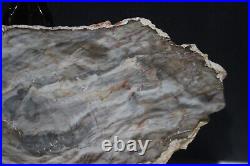 Large Rare Petrified Wood Araucaria Tree Brazil Permian 12.25x 5.25