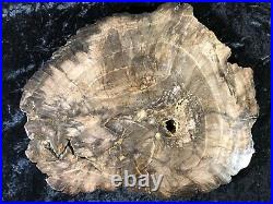 Large Rare Petrified Wood Engelhardioxylon texana (Tropical Walnut) 12x10