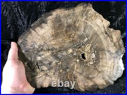 Large Rare Petrified Wood Engelhardioxylon texana (Tropical Walnut) 12x10