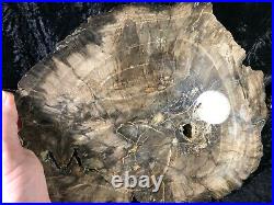 Large Rare Petrified Wood Engelhardioxylon texana (Tropical Walnut) 12x10