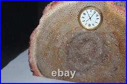 Large Rare Petrified Wood Tietea Singularis Tree Fern Brazil Clock