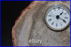 Large Rare Petrified Wood Tietea Singularis Tree Fern Brazil Clock