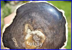 Large Round Tropical hardwood Mcmullen County Texas Polished Limb Branch