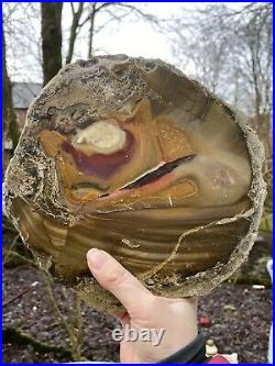Large Slice Opalised Fossilised Petrified Wood 9 / Serenity Grounding Wisdom