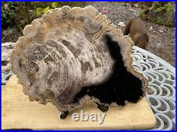 Large Sumatran Fossilised Petrified Wood 1772g / Serenity Grounding Wisdom 3