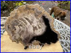 Large Sumatran Fossilised Petrified Wood 1772g / Serenity Grounding Wisdom 3