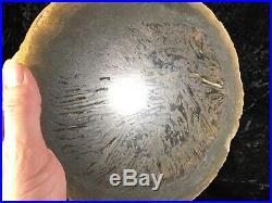 Large Teredo Bored Petrified Wood Slab N Dakota, Canon Ball Formation 10.5x9