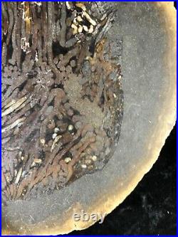 Large Teredo Bored Petrified Wood Slab N Dakota Canon Ball Formation 10.5x9.5