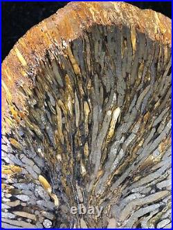Large Teredo Bored Petrified Wood Slab N Dakota, Canon Ball Formation 10.7x8.5