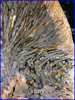Large Teredo Bored Petrified Wood Slab N Dakota, Canon Ball Formation 10.7x8.5