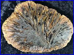 Large Teredo Bored Petrified Wood Slab N Dakota, Canon Ball Formation 11.25x8