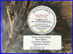 Large Teredo Bored Petrified Wood Slab N Dakota, Canon Ball Formation 11.25x8