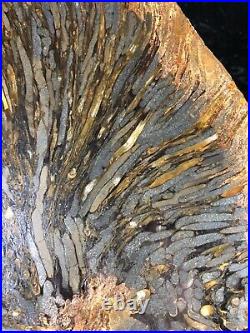 Large Teredo Bored Petrified Wood Slab N Dakota Canon Ball Formation 11.25x8.75