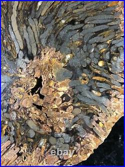Large Teredo Bored Petrified Wood Slab N Dakota Canon Ball Formation 11.25x8.75