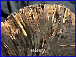 Large Teredo Bored Petrified Wood Slab N Dakota Canon Ball Formation 11.5x7.5