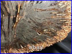 Large Teredo Bored Petrified Wood Slab N Dakota Canon Ball Formation 11.5x7.5