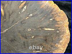 Large Teredo Bored Petrified Wood Slab N Dakota, Canon Ball Formation 11.5x8