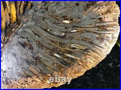 Large Teredo Bored Petrified Wood Slab N Dakota Canon Ball Formation 11.5x8.25