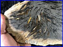 Large Teredo Bored Petrified Wood Slab N Dakota, Canon Ball Formation 11.75x6.5