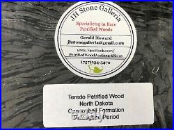 Large Teredo Bored Petrified Wood Slab N Dakota, Canon Ball Formation 11.75x6.5