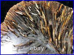 Large Teredo Bored Petrified Wood Slab N Dakota Canon Ball Formation 11.75x8