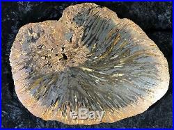 Large Teredo Bored Petrified Wood Slab N Dakota, Canon Ball Formation 11.75x9
