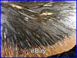 Large Teredo Bored Petrified Wood Slab N Dakota, Canon Ball Formation 11.75x9