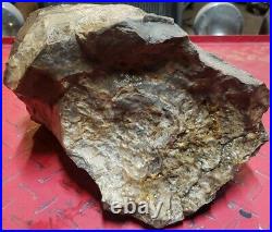 Large Wyoming Petrified Wood Log Branch Fossilized Stump Knot Eden Valley Blue